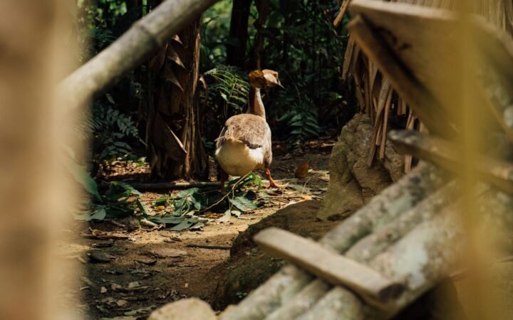 The Dodo