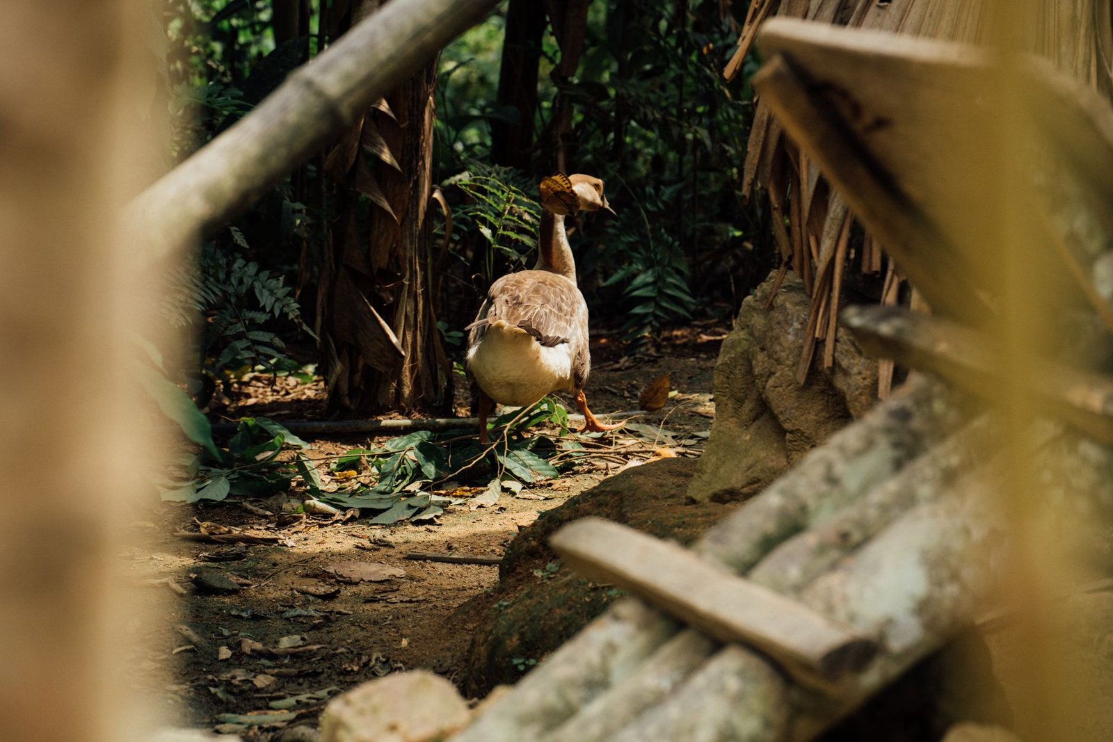 The Dodo