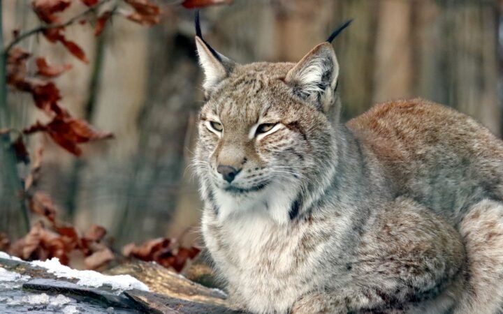 Mn Lynx