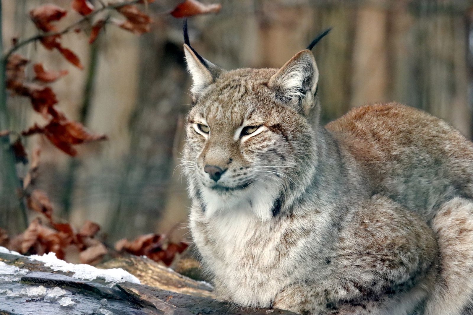 Mn Lynx