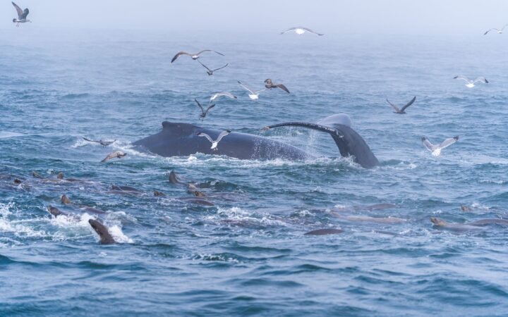 Gray Whales