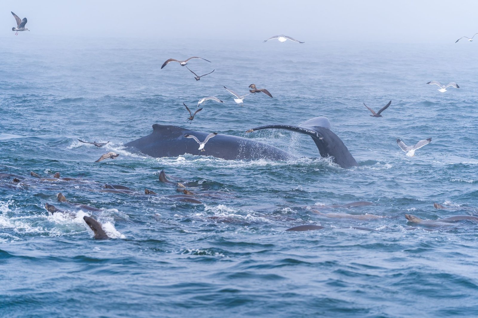 Gray Whales