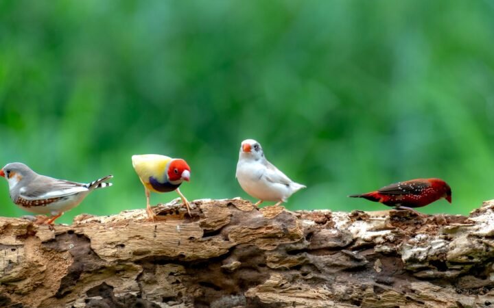 Ian Baker Finch