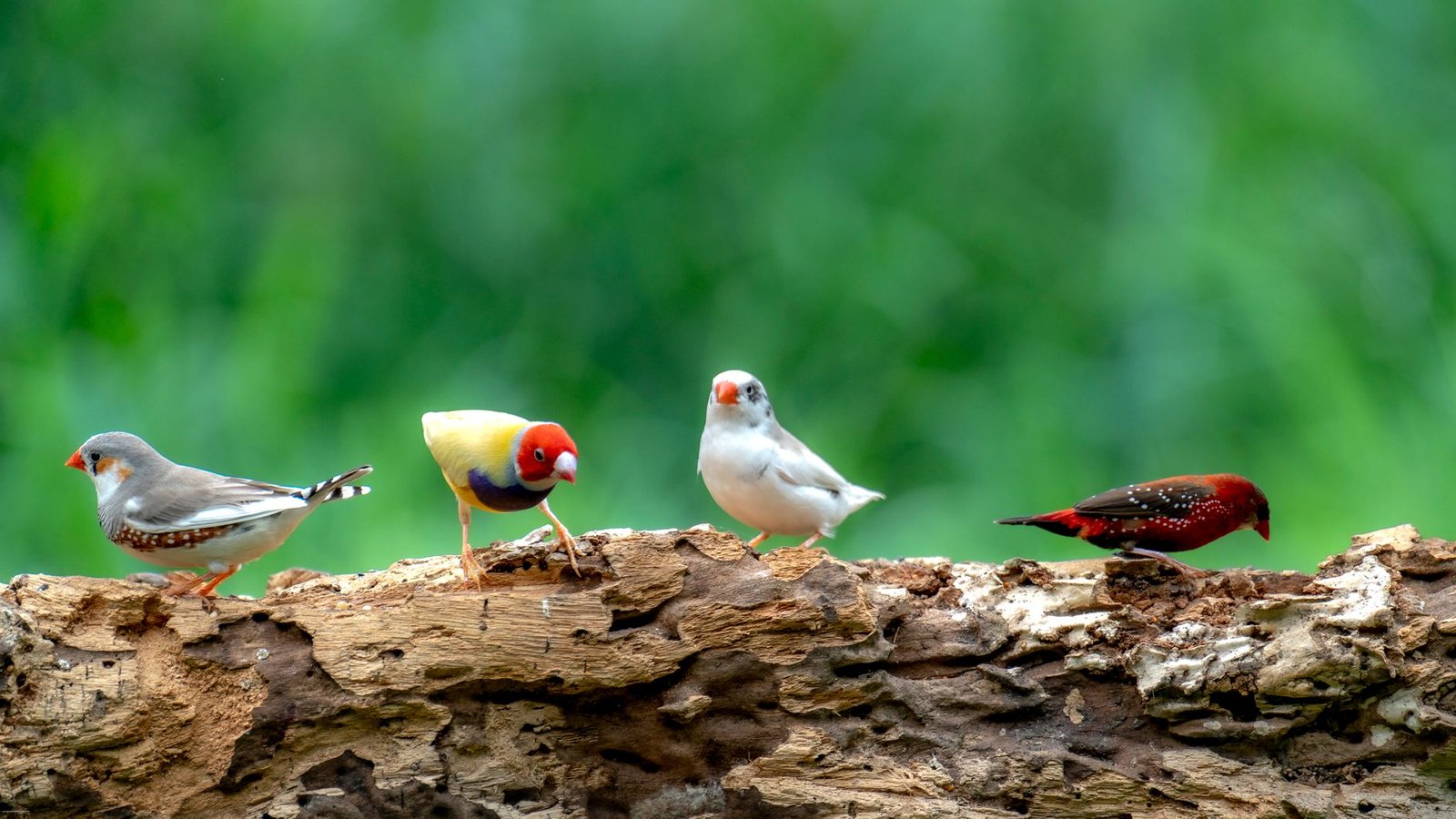 Ian Baker Finch