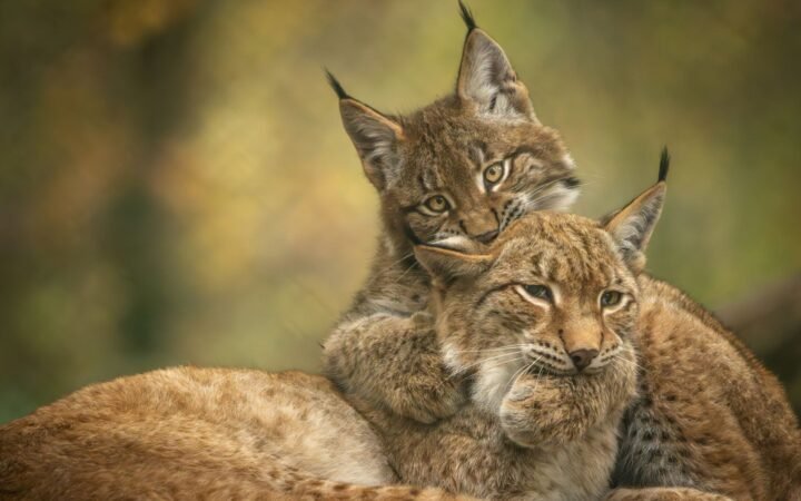 Liberty Vs Lynx