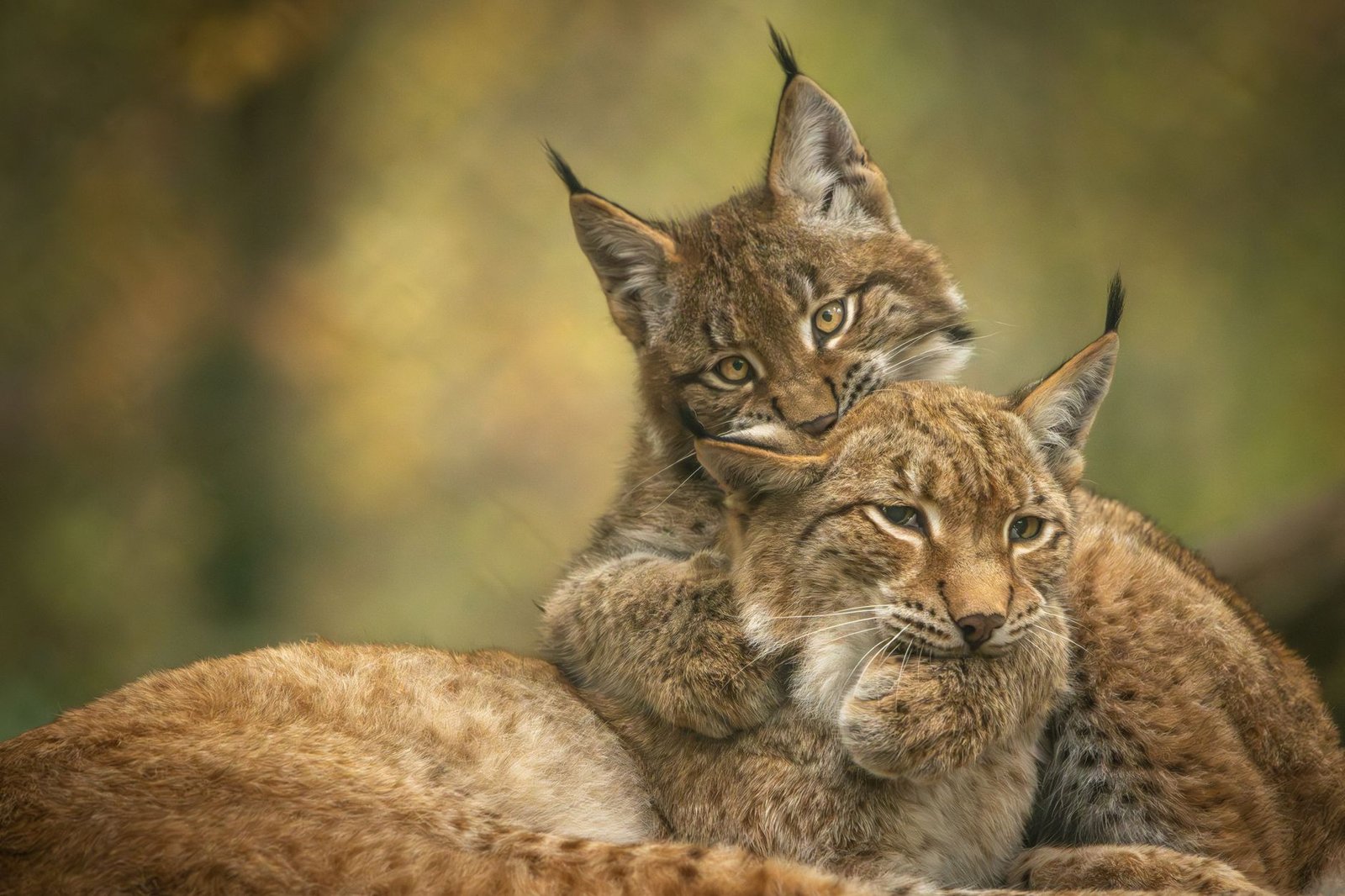 Liberty Vs Lynx
