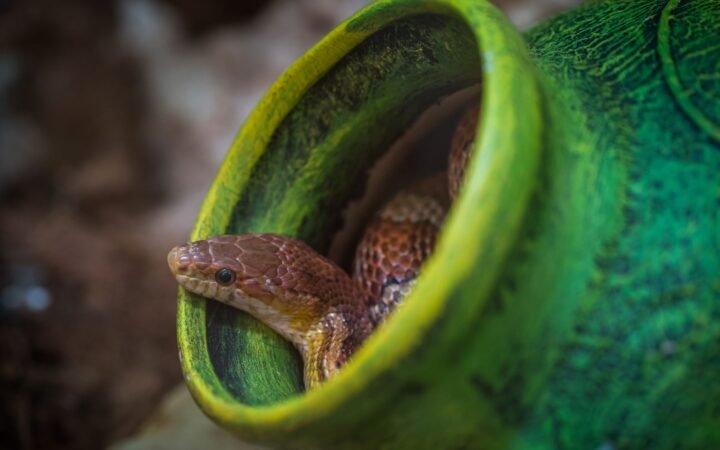 Snake