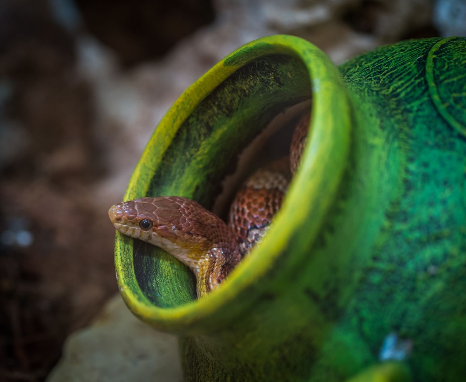Snake